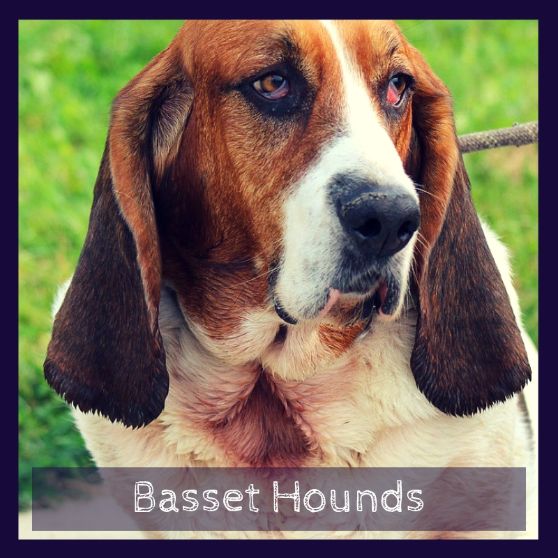 Basset Hounds Basset Hounds