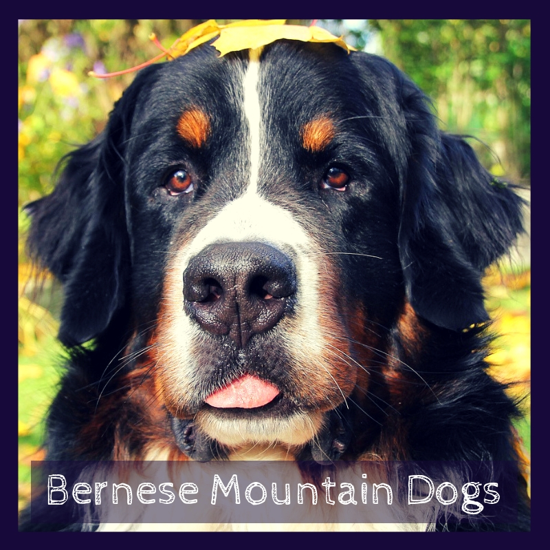 Bernese Mountain Dogs Bernese Mountain Dogs