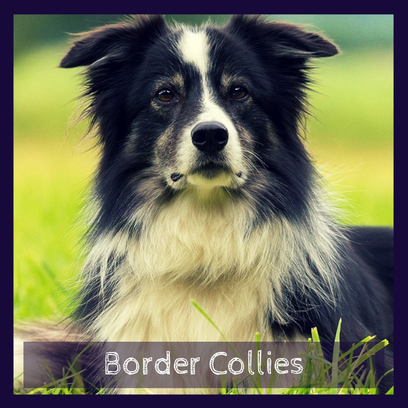 Border Collies Border Collies