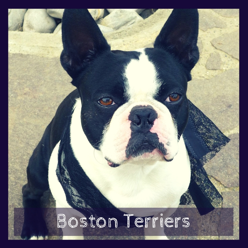 Boston Terriers Boston Terriers