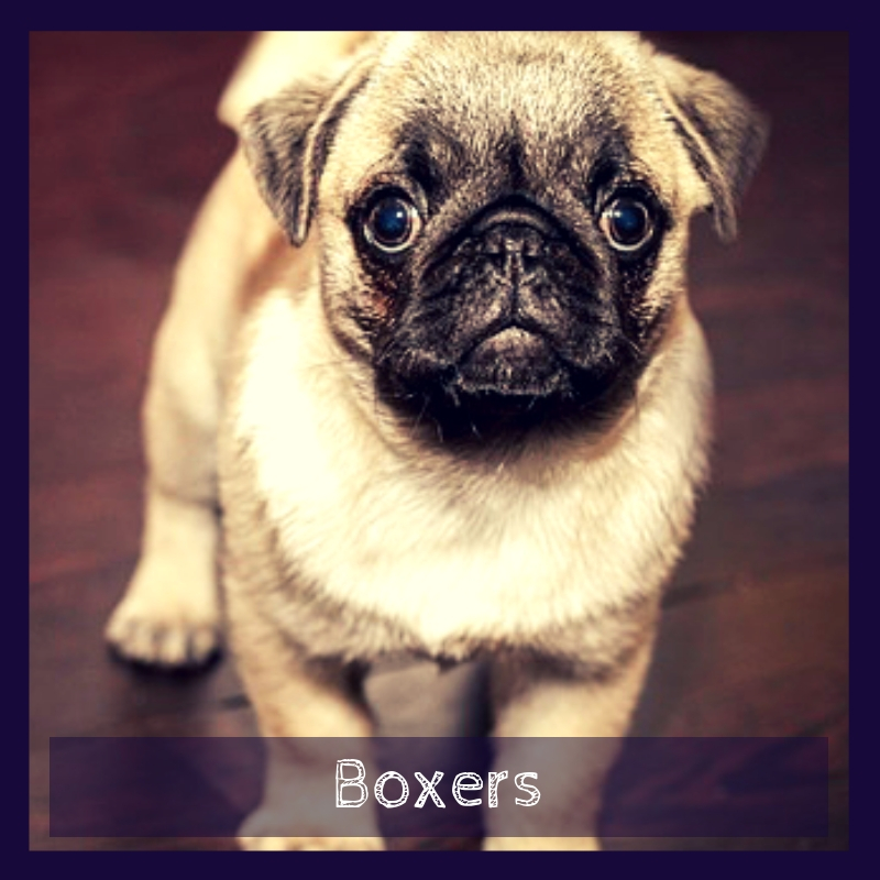 Boxers Boxers
