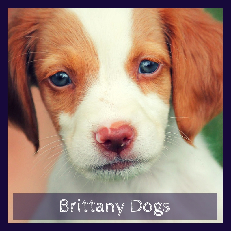 Brittany Dogs Brittany Dogs