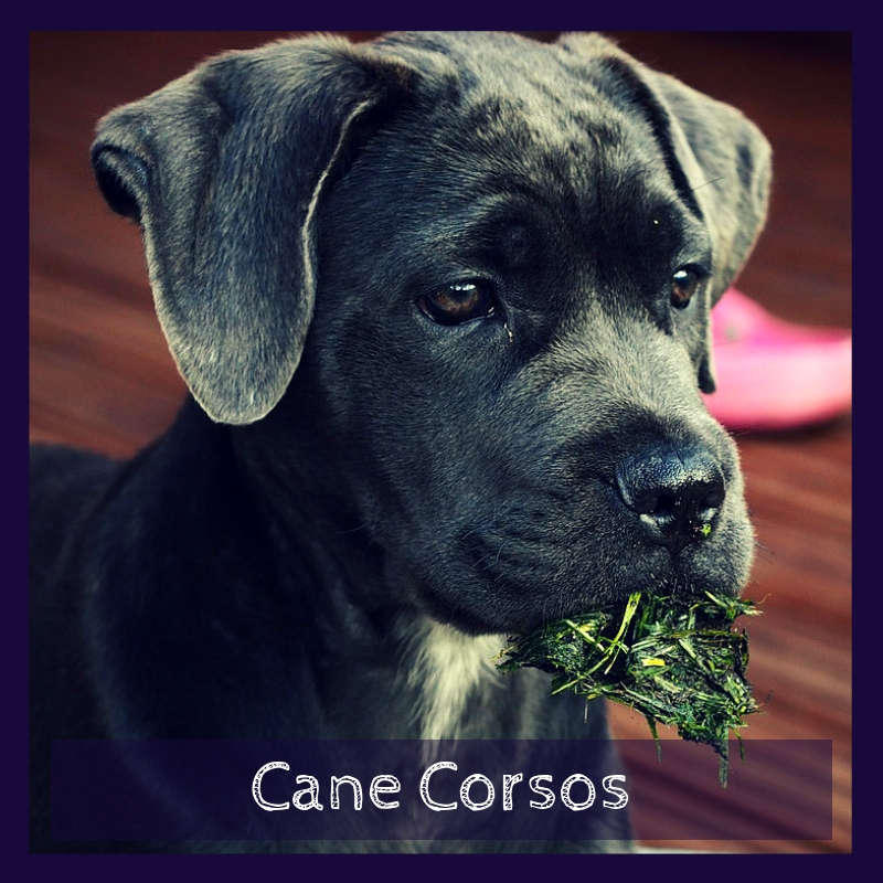 Cane Corsos Cane Corsos
