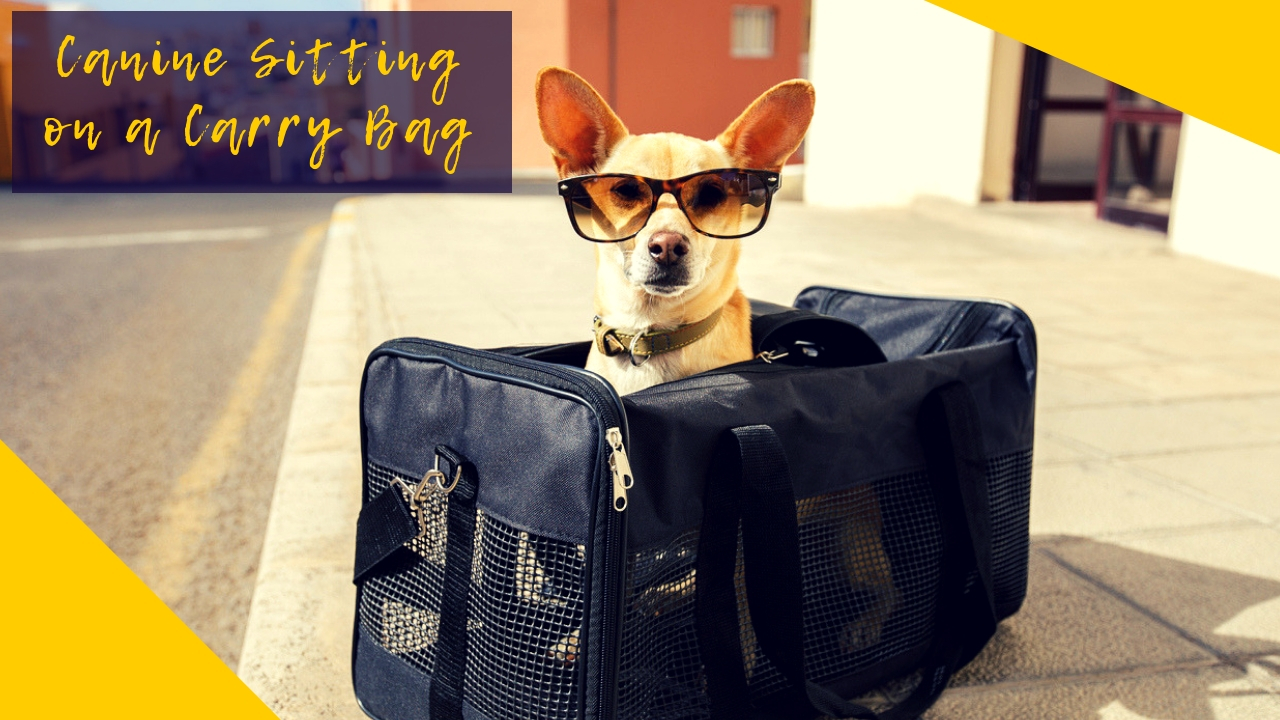 Canine Sitting on a Carry Bag Canine Sitting on a Carry Bag