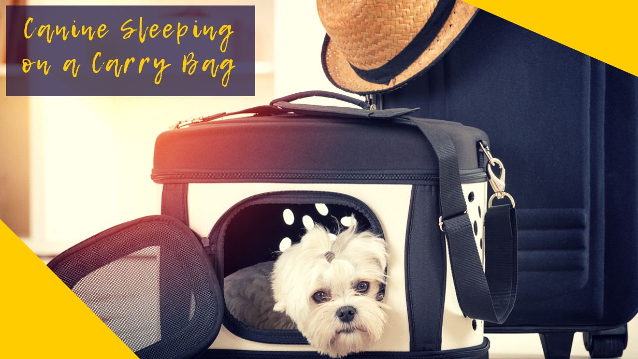 Canine Sleeping on a Carry Bag Canine Sleeping on a Carry Bag