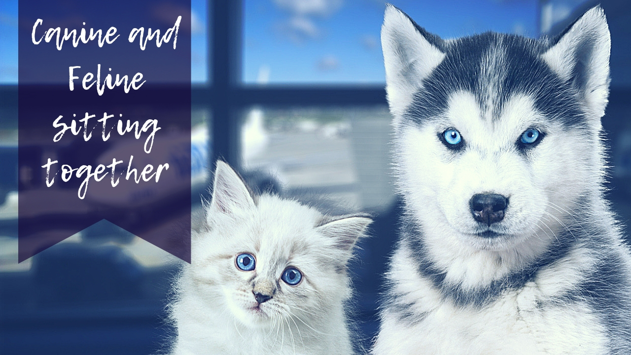 Canine and Feline sitting together Canine and Feline sitting together