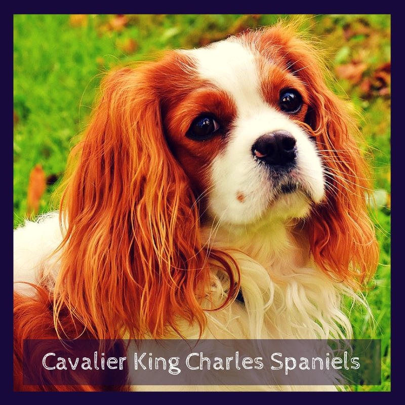 Cavalier King Charles Spaniels Cavalier King Charles Spaniels