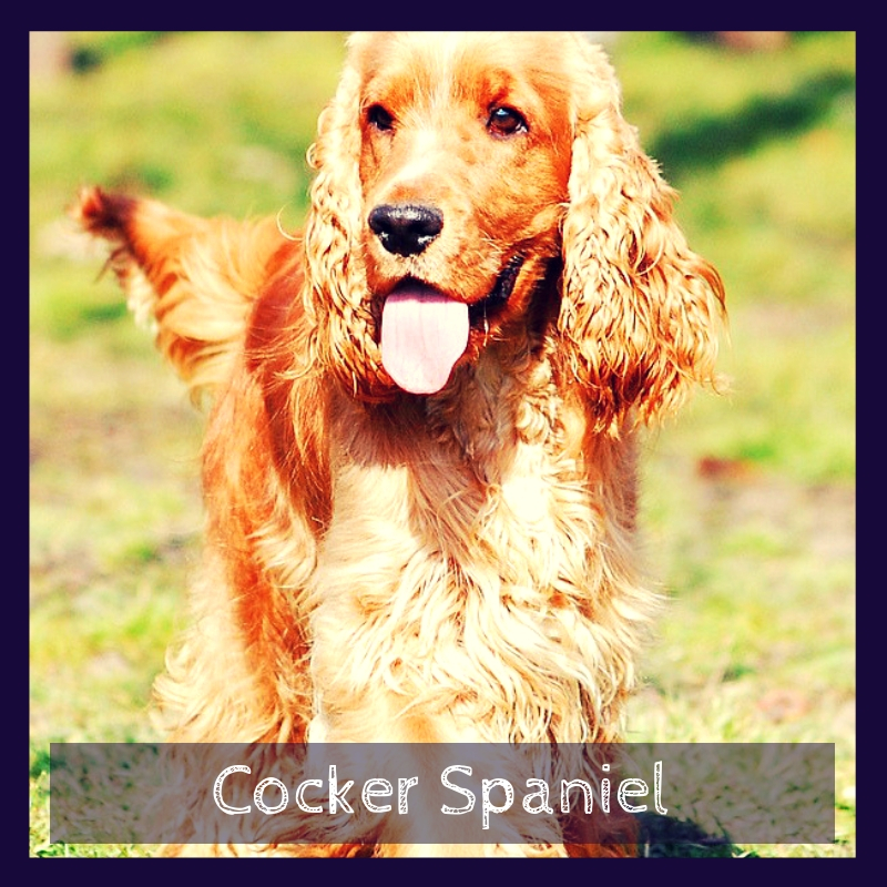 Cocker Spaniel Cocker Spaniel