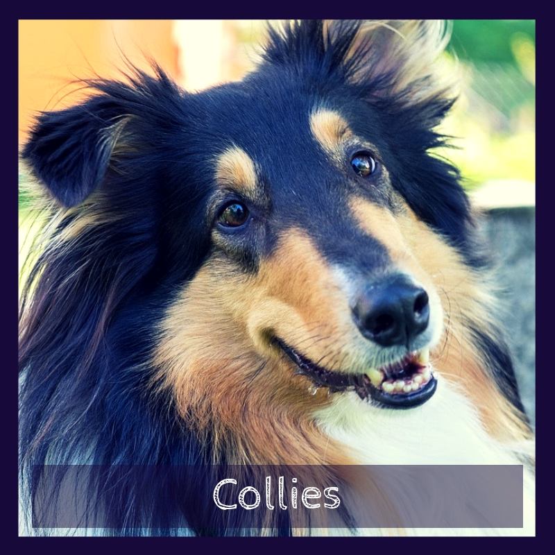 Collies Collies