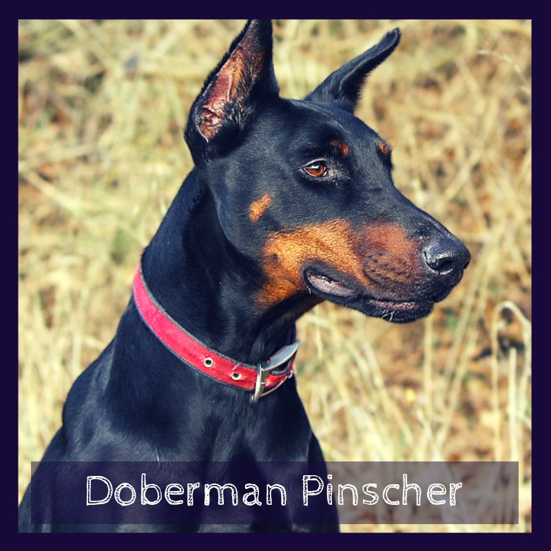 Doberman Pinscher Doberman Pinscher