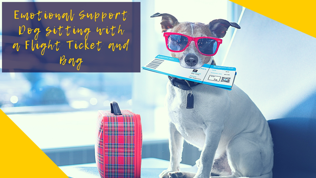 Emotional Support Dog sitting with a Flight Ticket and Bag Emotional Support Dog sitting with a Flight Ticket and Bag