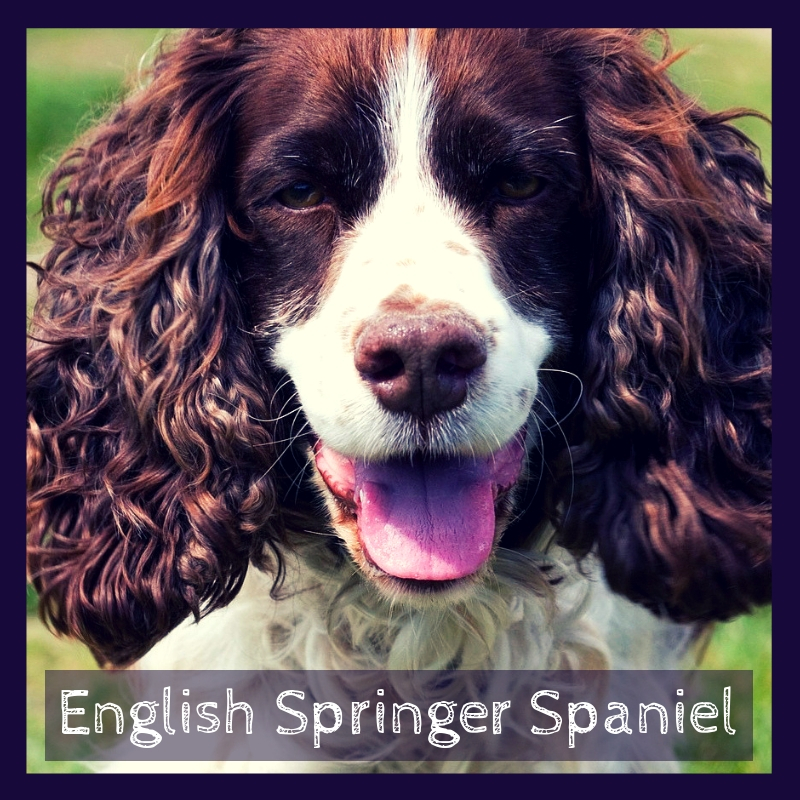English Springer Spaniel English Springer Spaniel