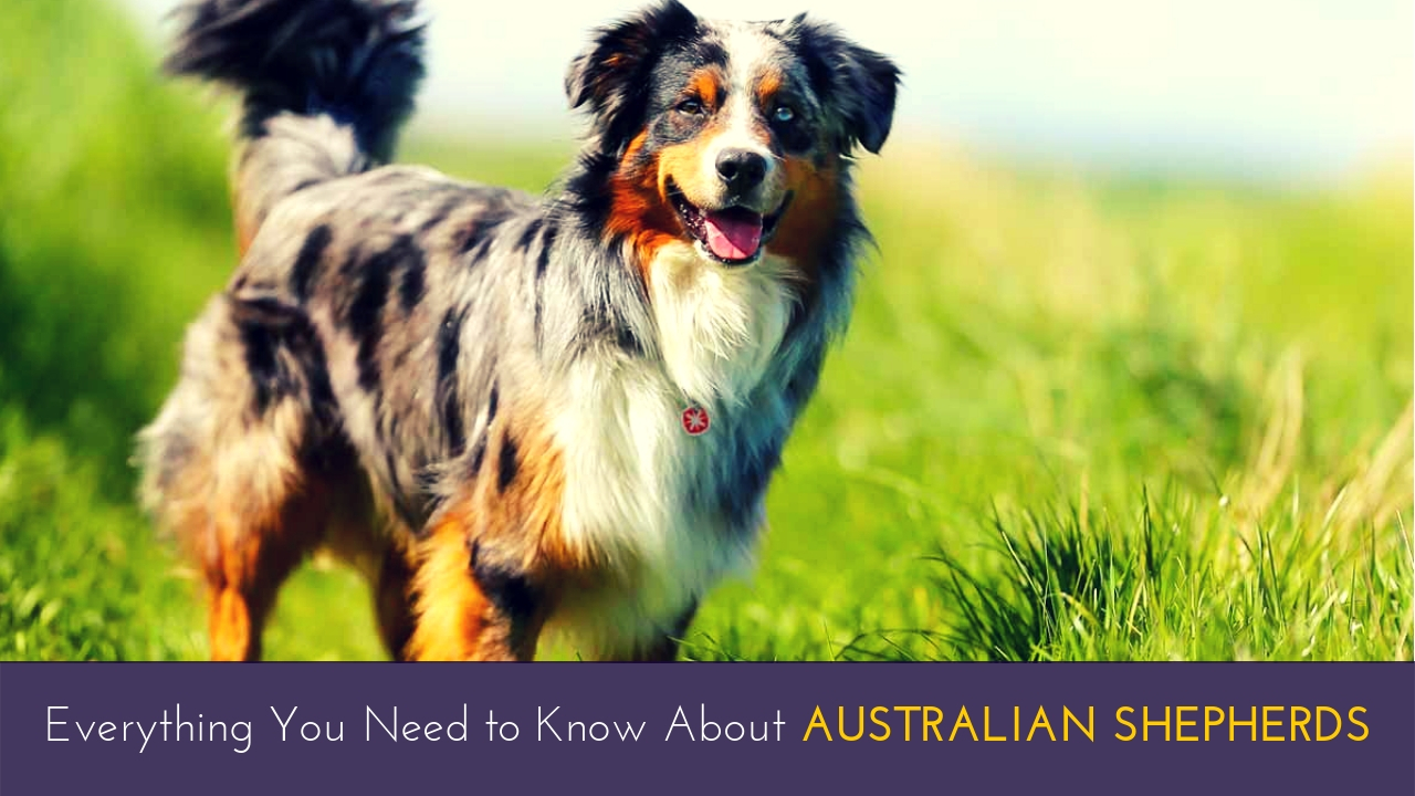 Everything You Need to Know About Australian Shepherds Everything You Need to Know About Australian Shepherds