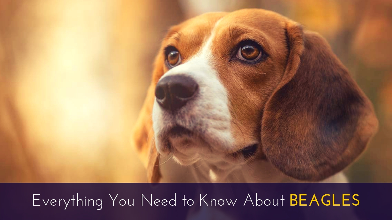 Everything You Need to Know About Beagles Everything You Need to Know About Beagles