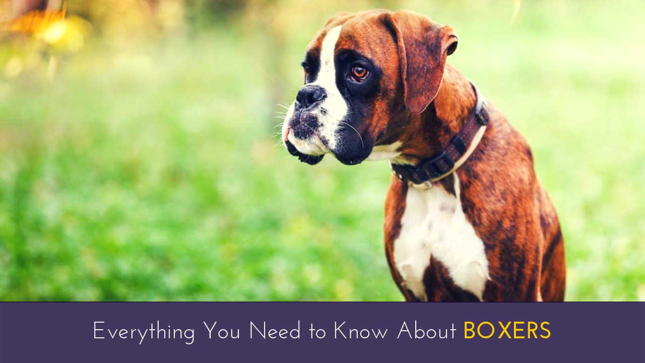 Everything You Need to Know About Boxers Everything You Need to Know About Boxers