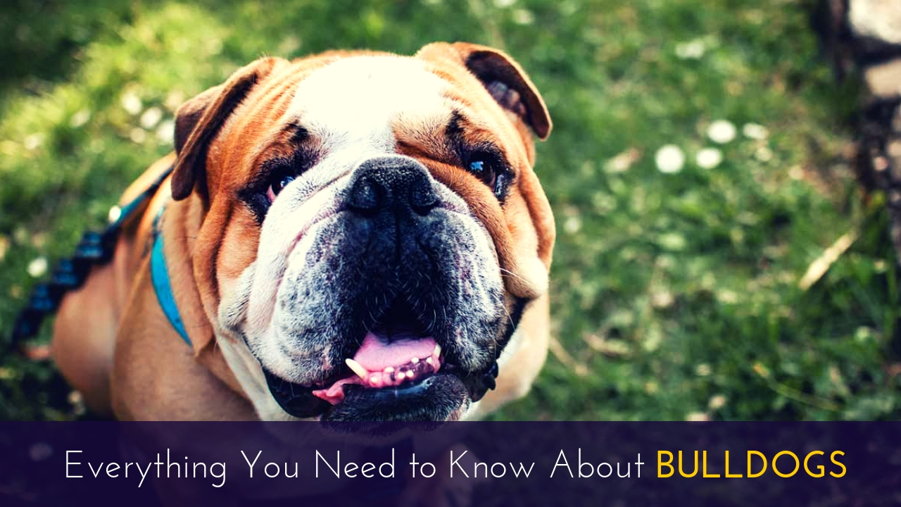 Everything You Need to Know About Bulldogs Everything You Need to Know About Bulldogs