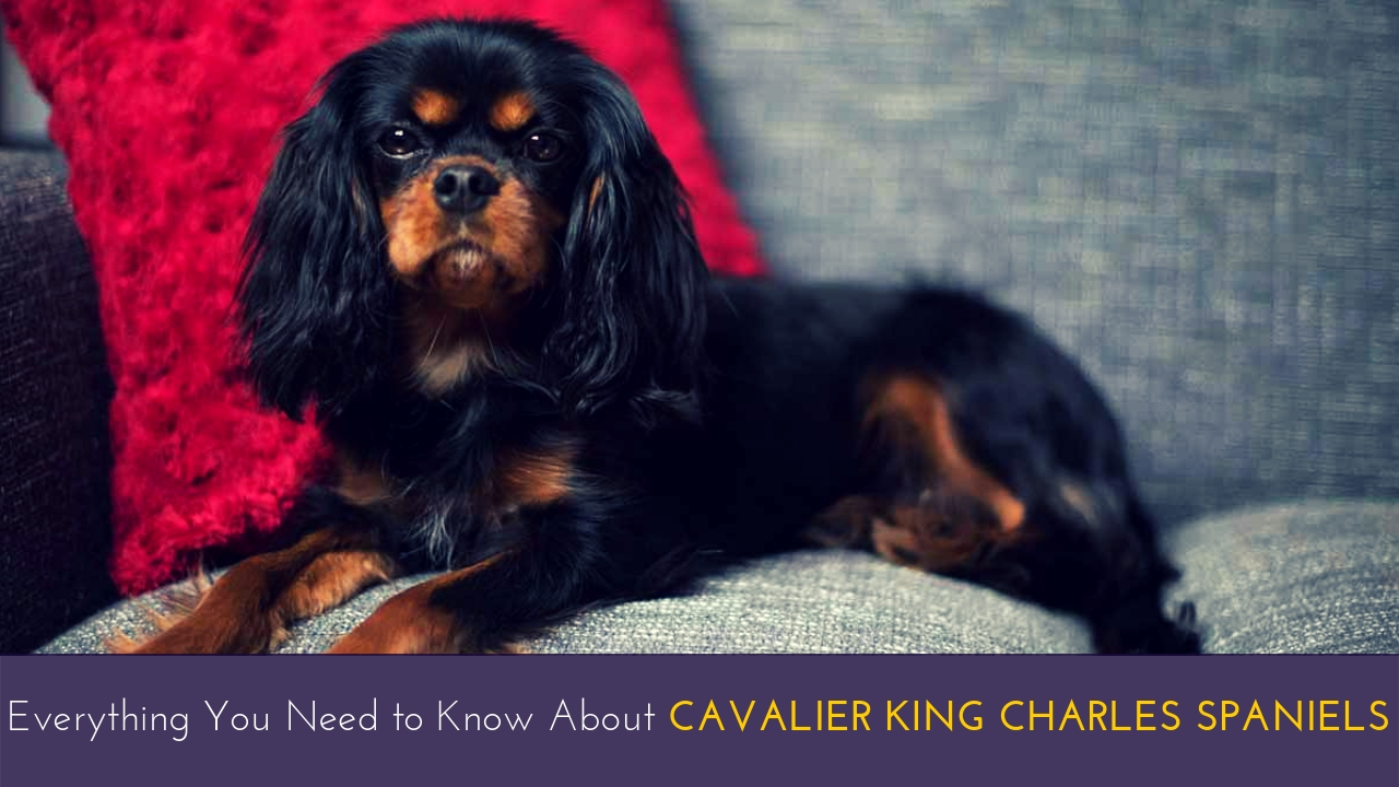 Everything You Need to Know About Cavalier King Charles Spaniels Everything You Need to Know About Cavalier King Charles Spaniels