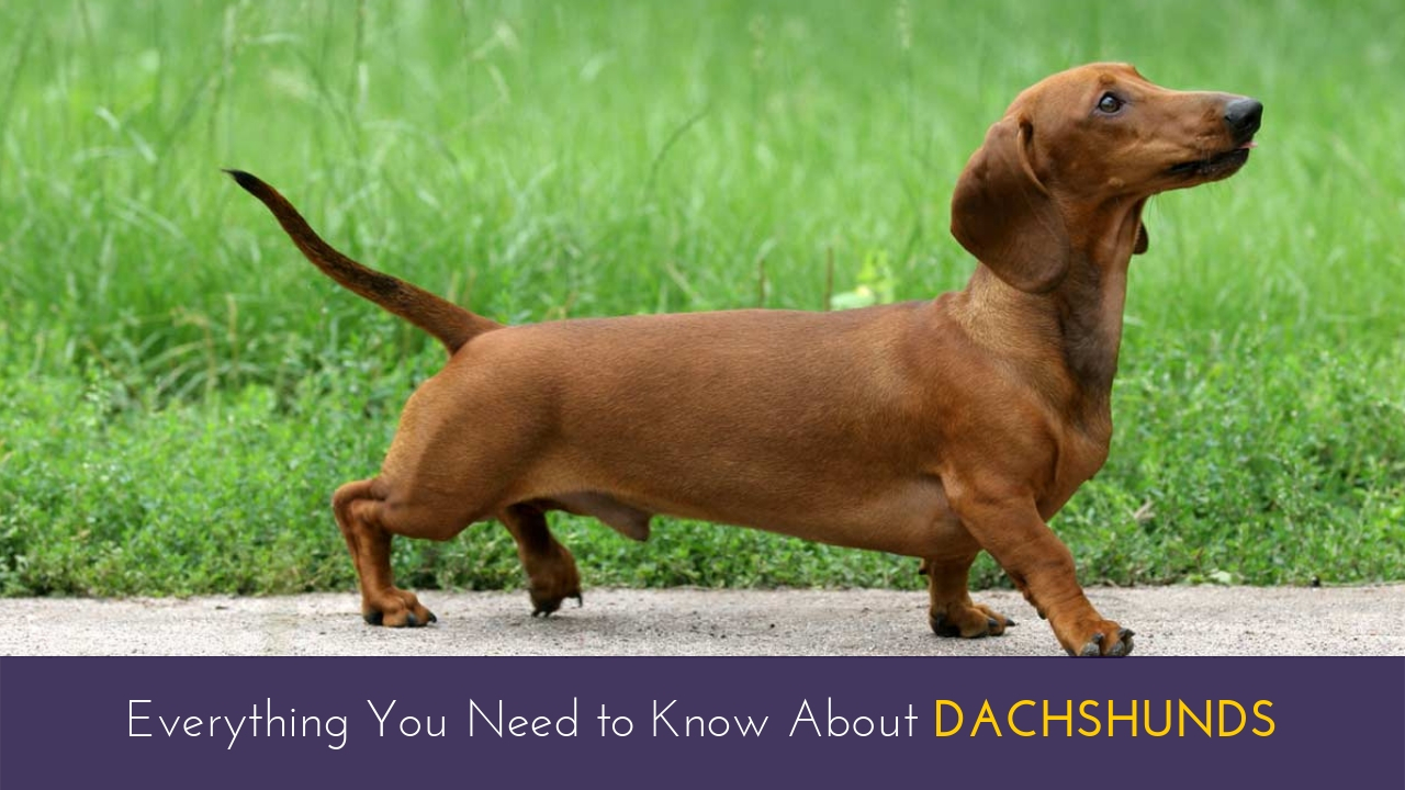 Everything You Need to Know About Dachshunds Everything You Need to Know About Dachshunds