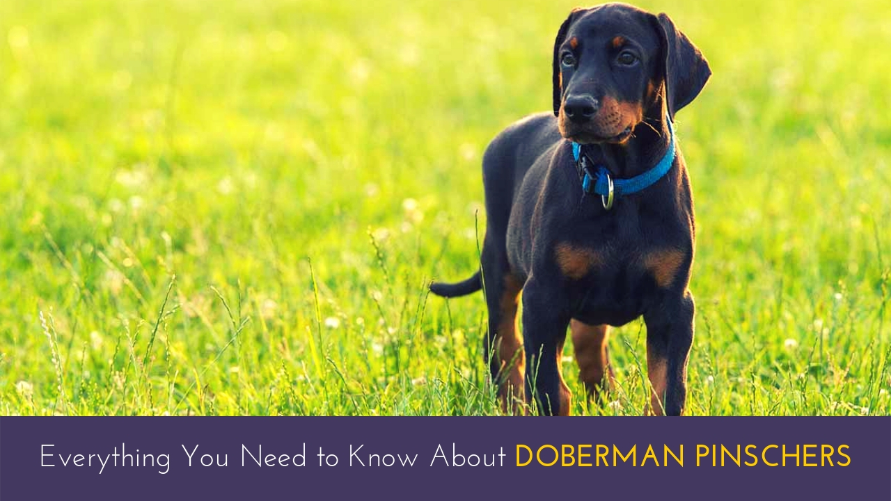 Everything You Need to Know About Doberman Pinschers Everything You Need to Know About Doberman Pinschers