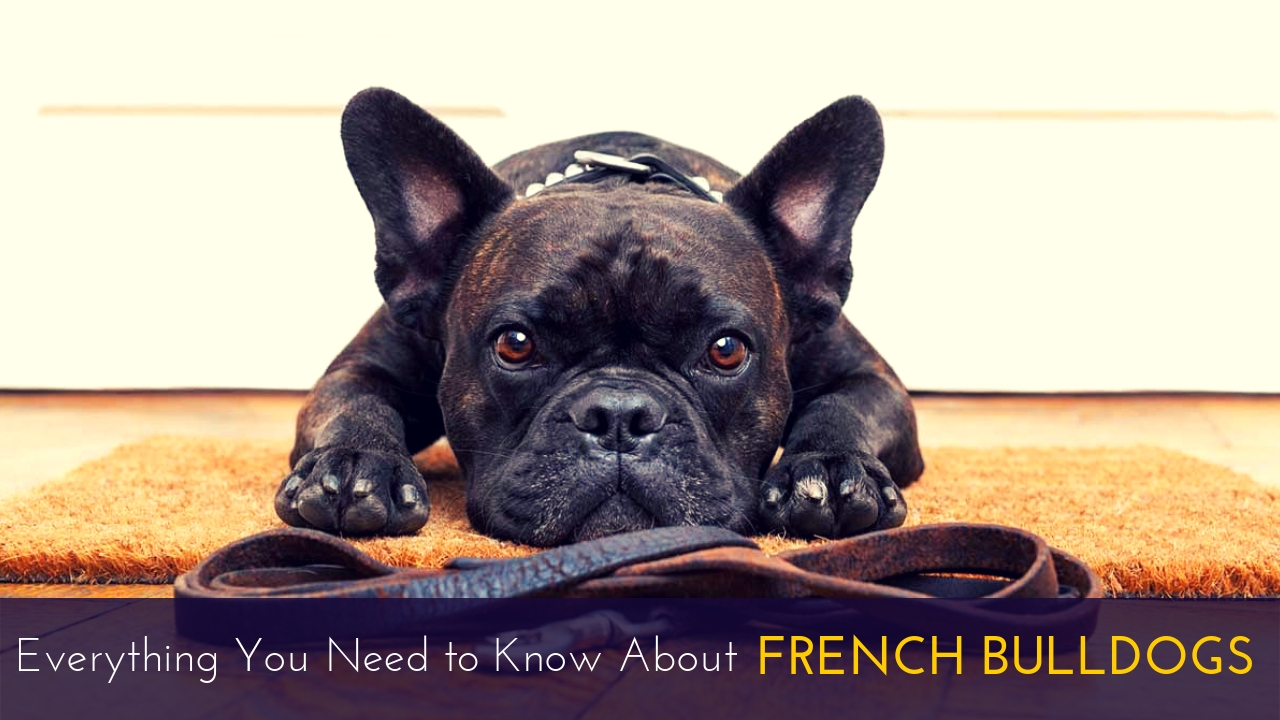 Everything You Need to Know About French Bulldogs Everything You Need to Know About French Bulldogs