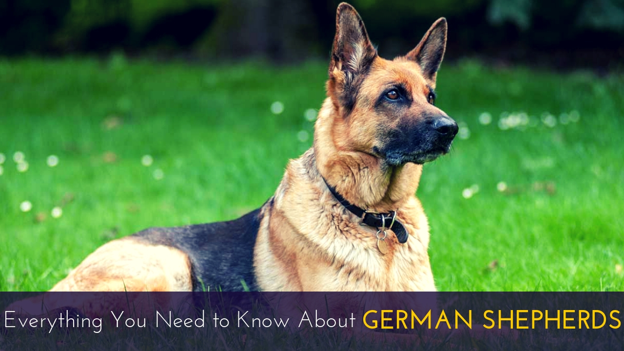 Everything You Need to Know About German Shepherds Everything You Need to Know About German Shepherds