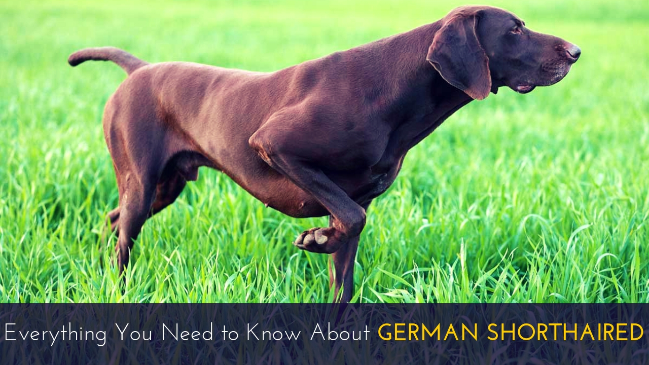 Everything You Need to Know About German Shorthaired Everything You Need to Know About German Shorthaired