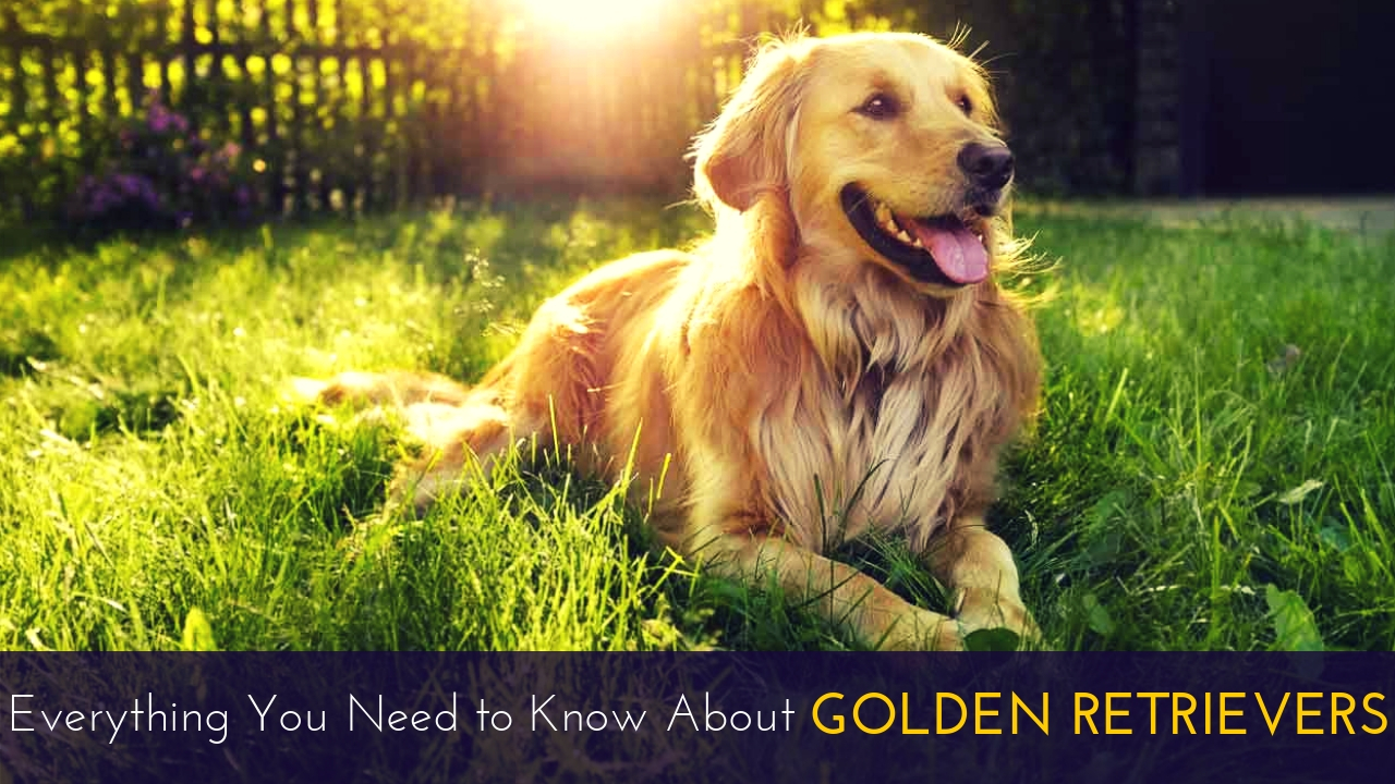 Everything You Need to Know About Golden Retrievers Everything You Need to Know About Golden Retrievers