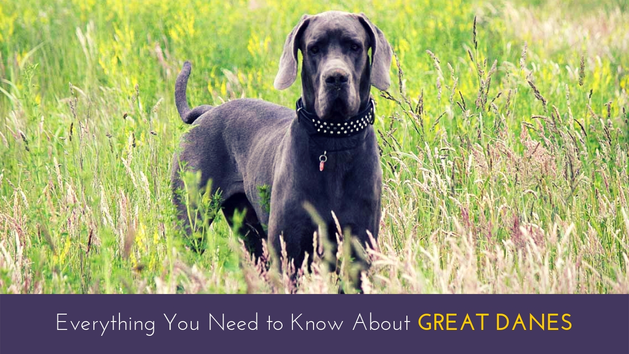 Everything You Need to Know About Great Danes Everything You Need to Know About Great Danes