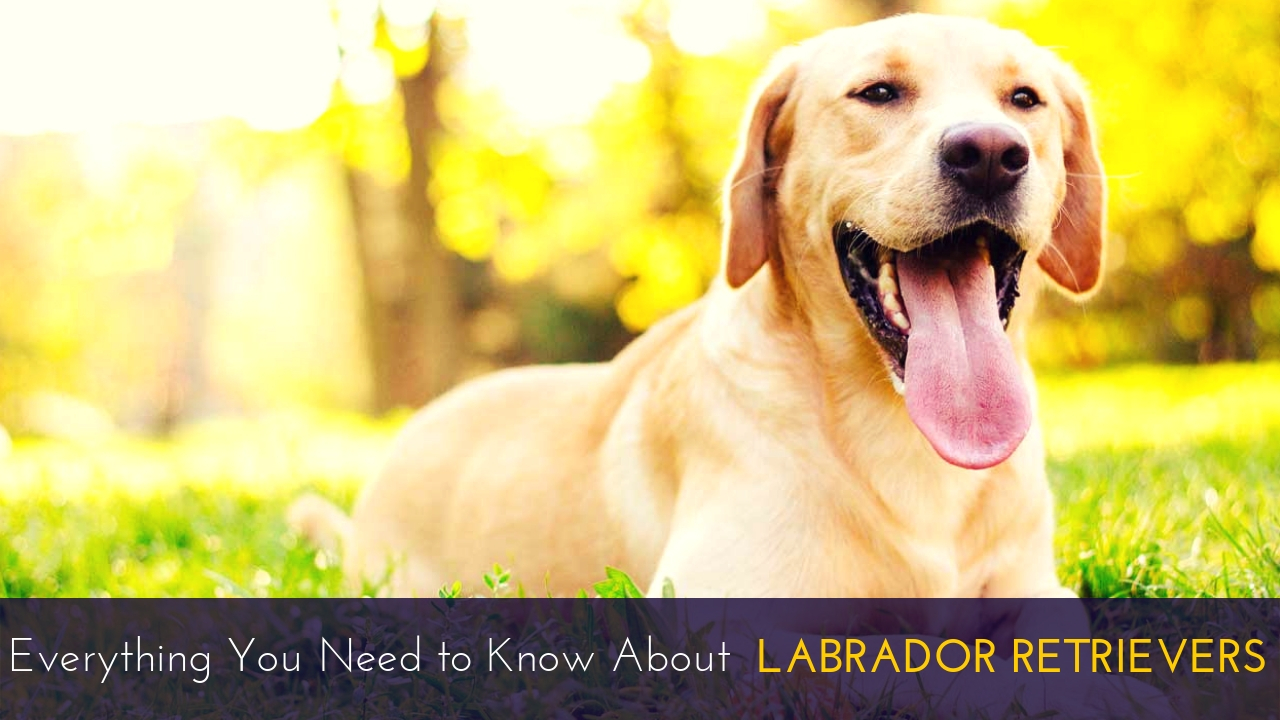 Everything You Need to Know About Labrador Retrievers Everything You Need to Know About Labrador Retrievers