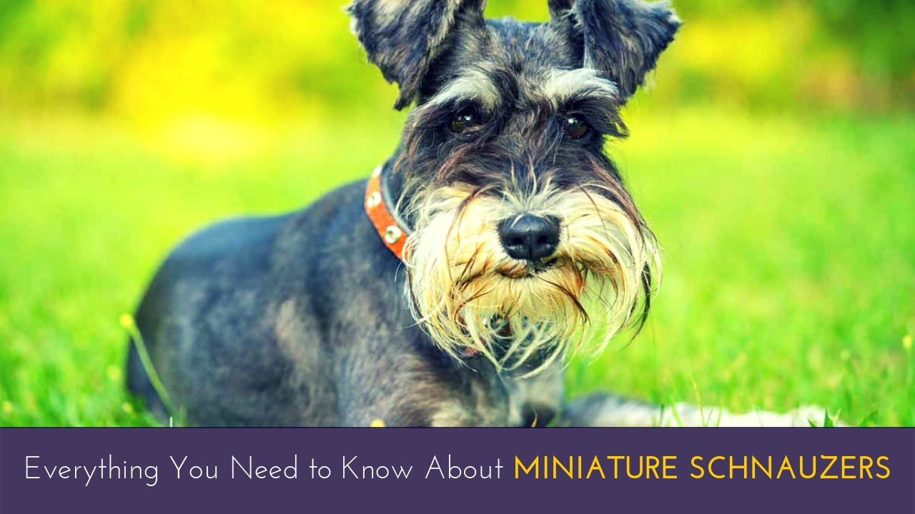 Everything You Need to Know About Miniature Schnauzers Everything You Need to Know About Miniature Schnauzers