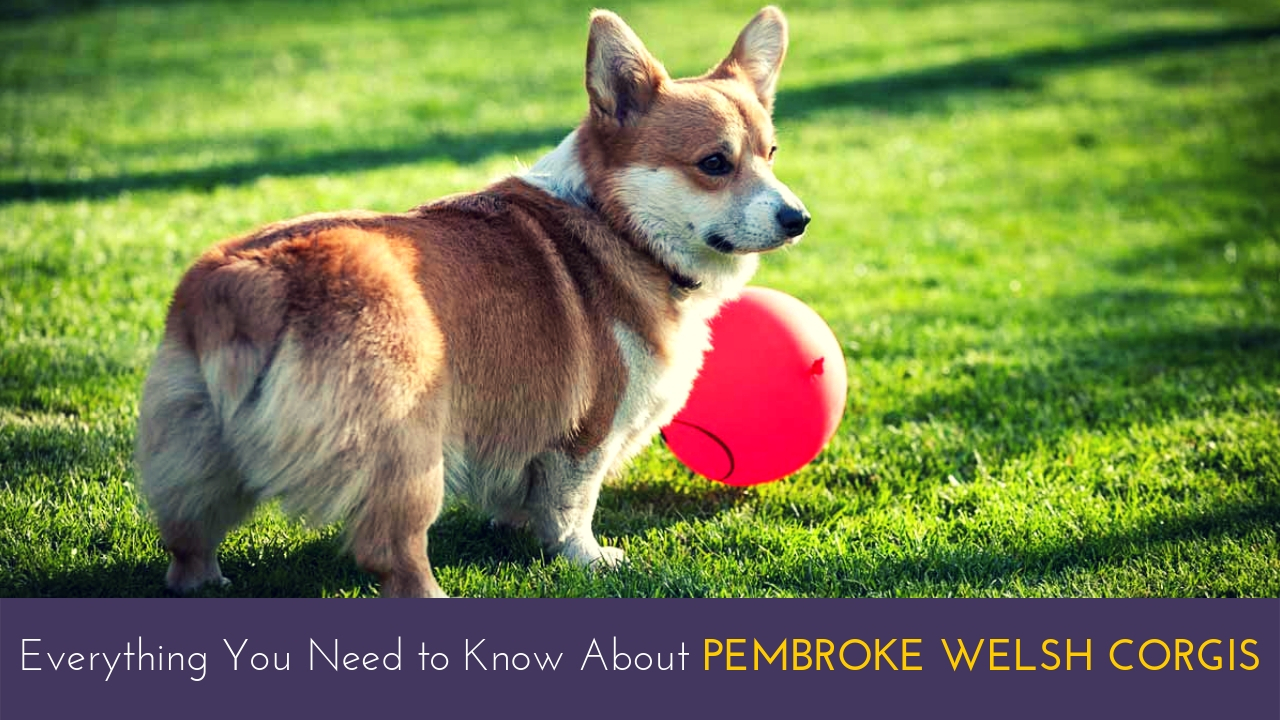 Everything You Need to Know About Pembroke Welsh Corgis Everything You Need to Know About Pembroke Welsh Corgis