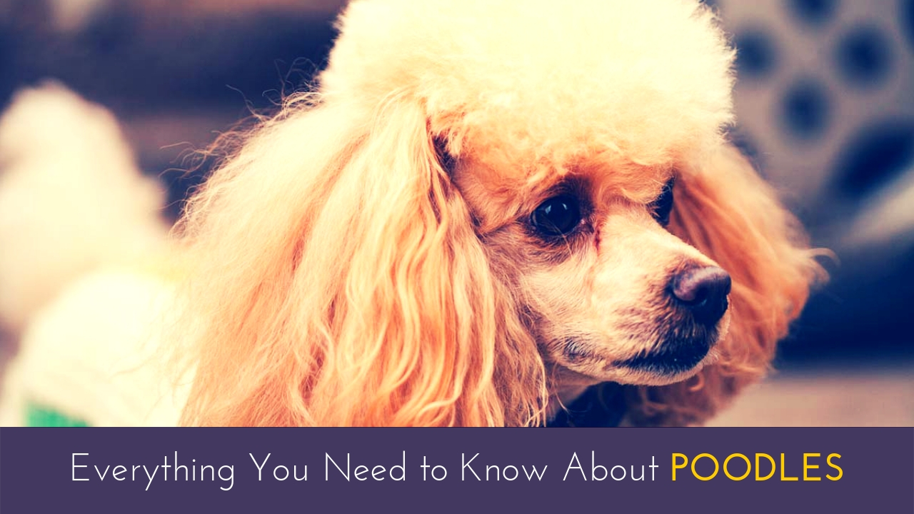 Everything You Need to Know About Poodles Everything You Need to Know About Poodles