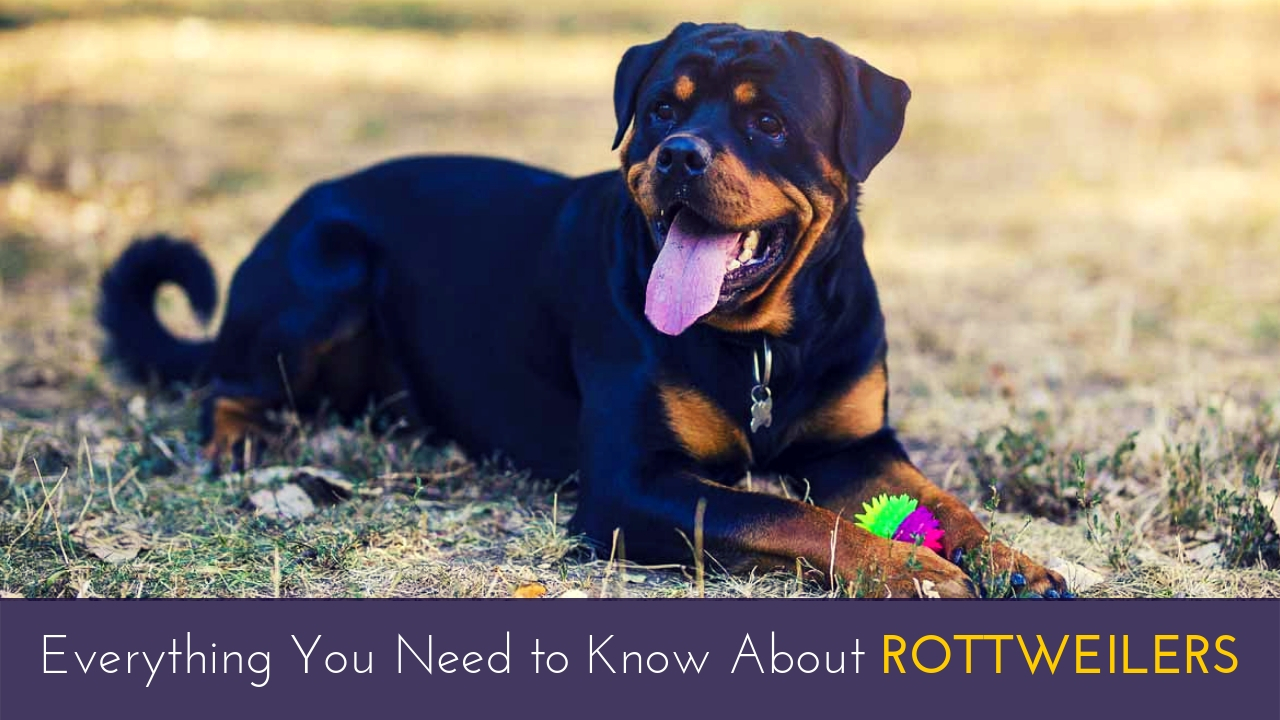 Everything You Need to Know About Rottweilers Everything You Need to Know About Rottweilers