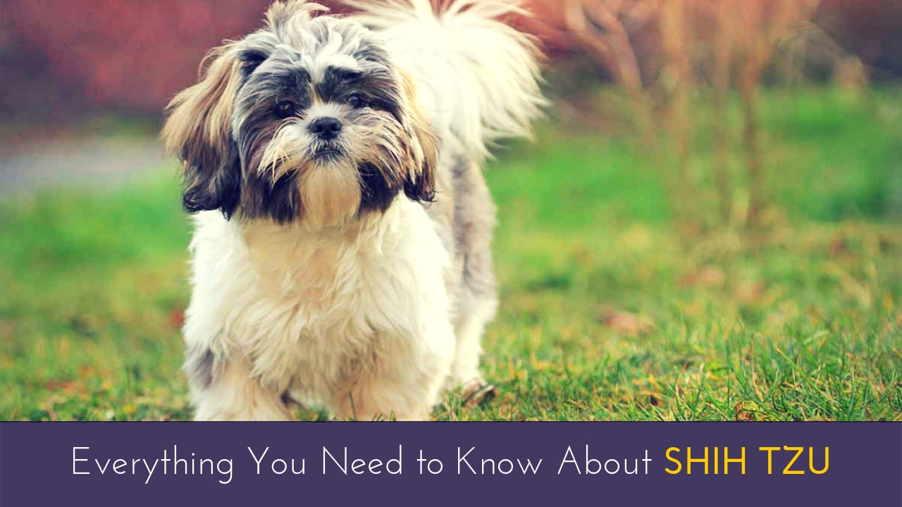 Everything You Need to Know About Shih Tzu Everything You Need to Know About Shih Tzu