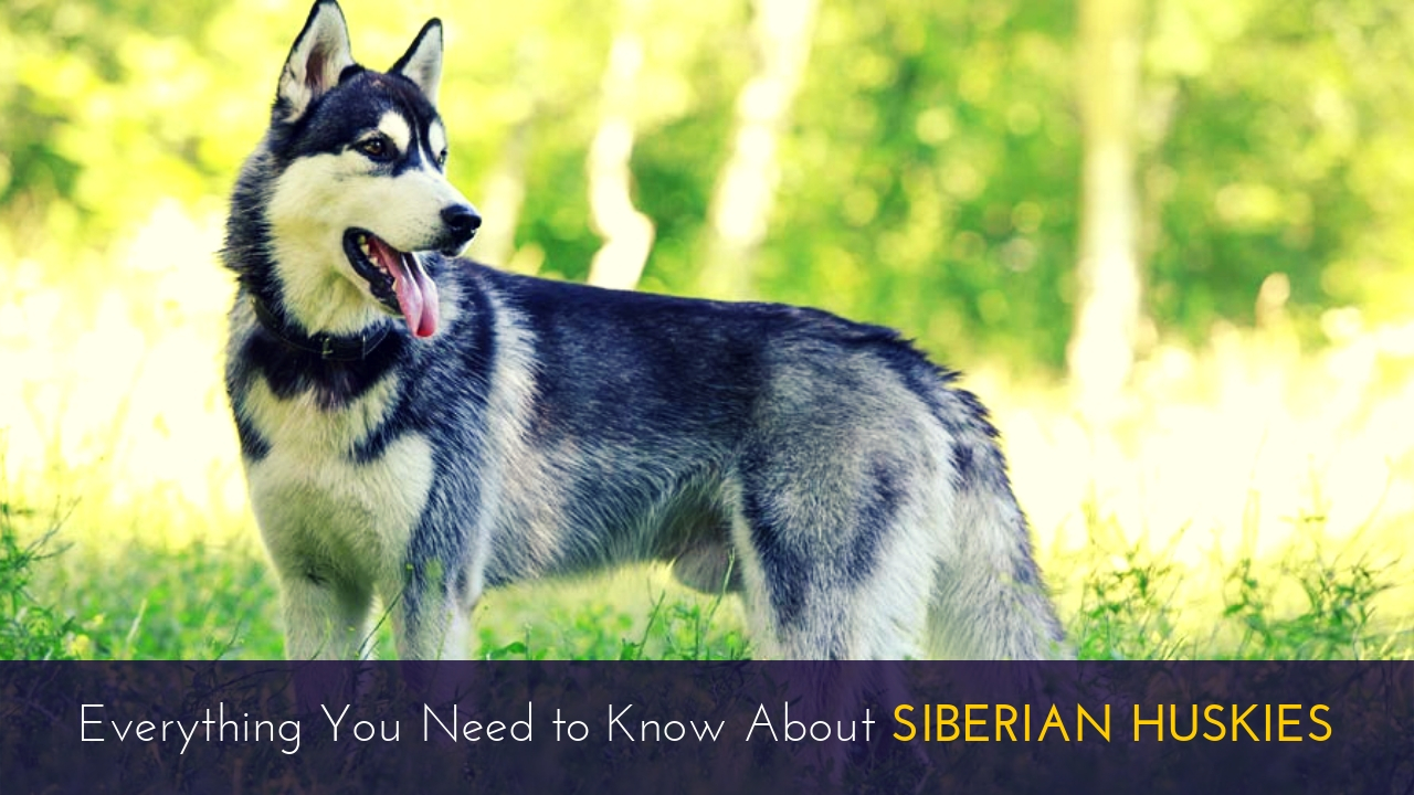 Everything You Need to Know About Siberian Huskies Everything You Need to Know About Siberian Huskies