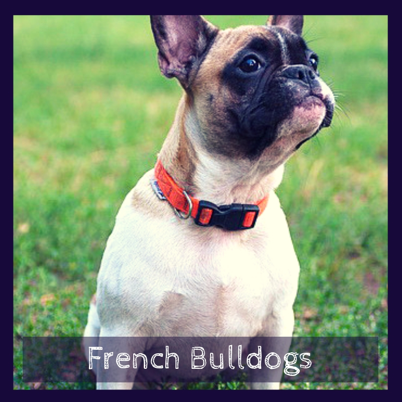French Bulldogs French Bulldogs
