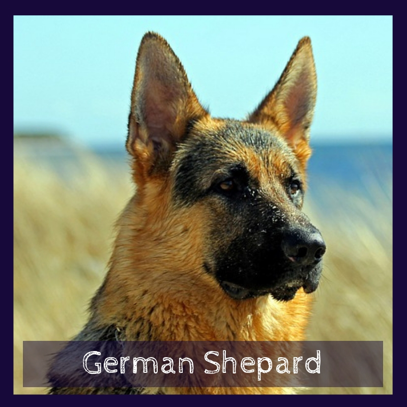 German Shepard German Shepard