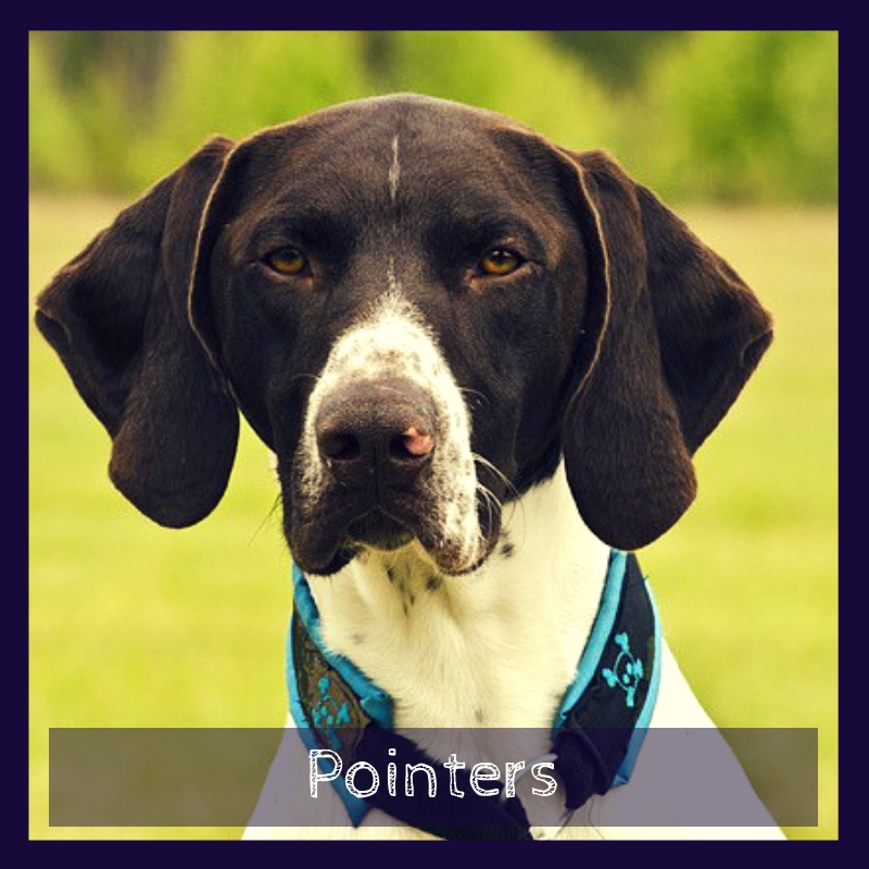 German Shorthaired Pointers German Shorthaired Pointers
