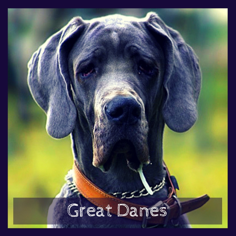 Great Danes Great Danes