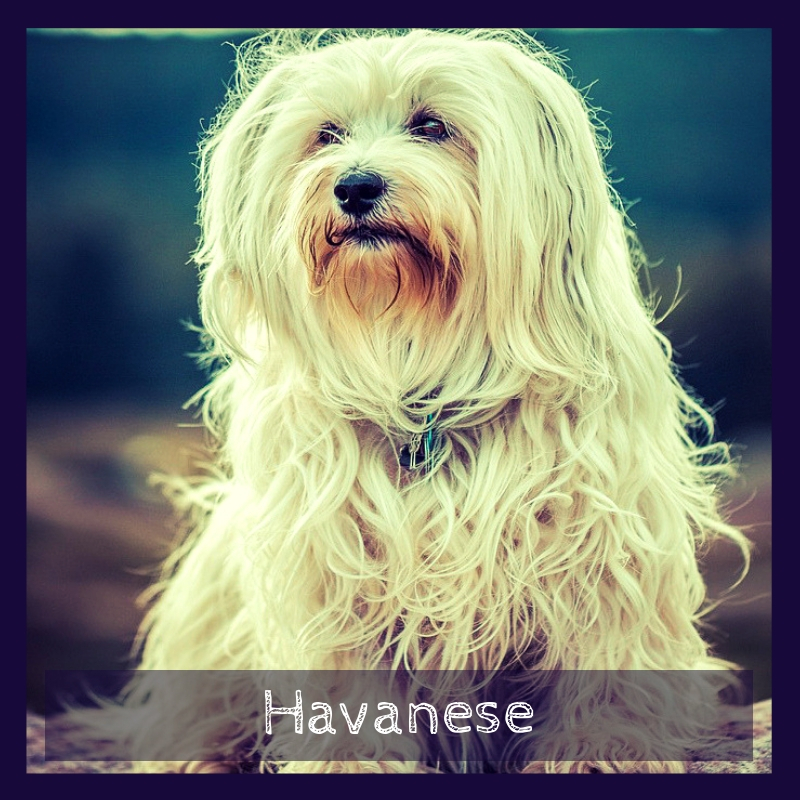Havanese Havanese