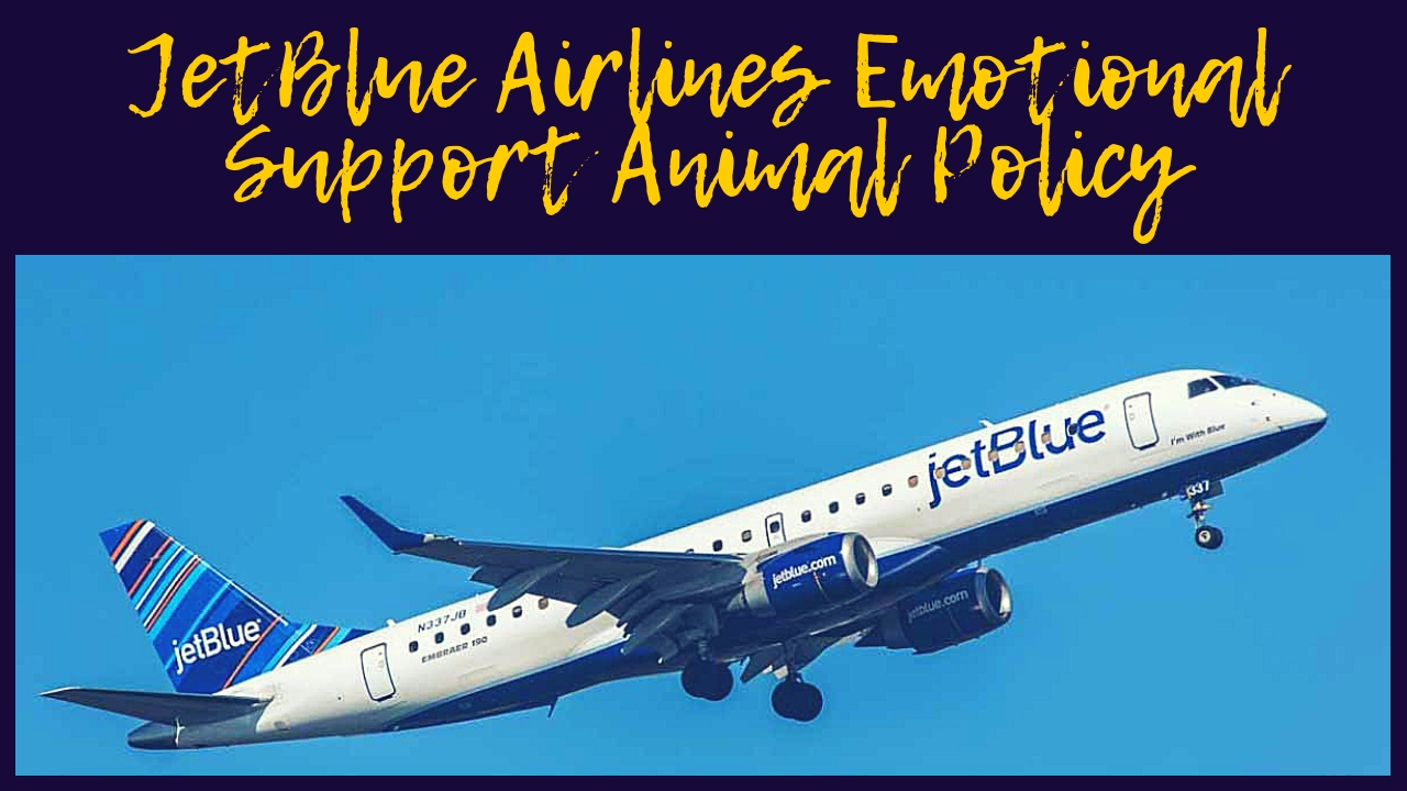 JetBlue Airlines Emotional Support Animal Policy JetBlue Airlines Emotional Support Animal Policy