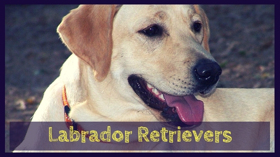 Labrador Retrievers Labrador Retrievers