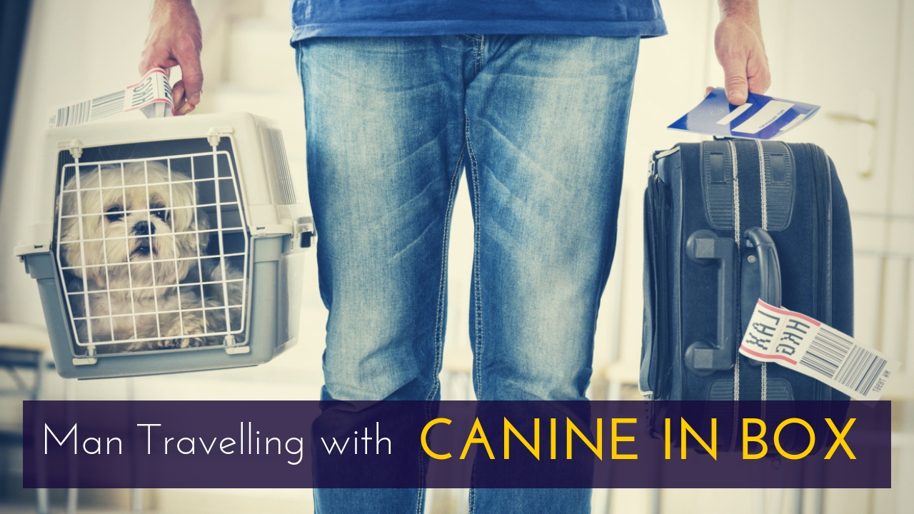 Man Travelling with CANINE IN BOX Man Travelling with CANINE IN BOX
