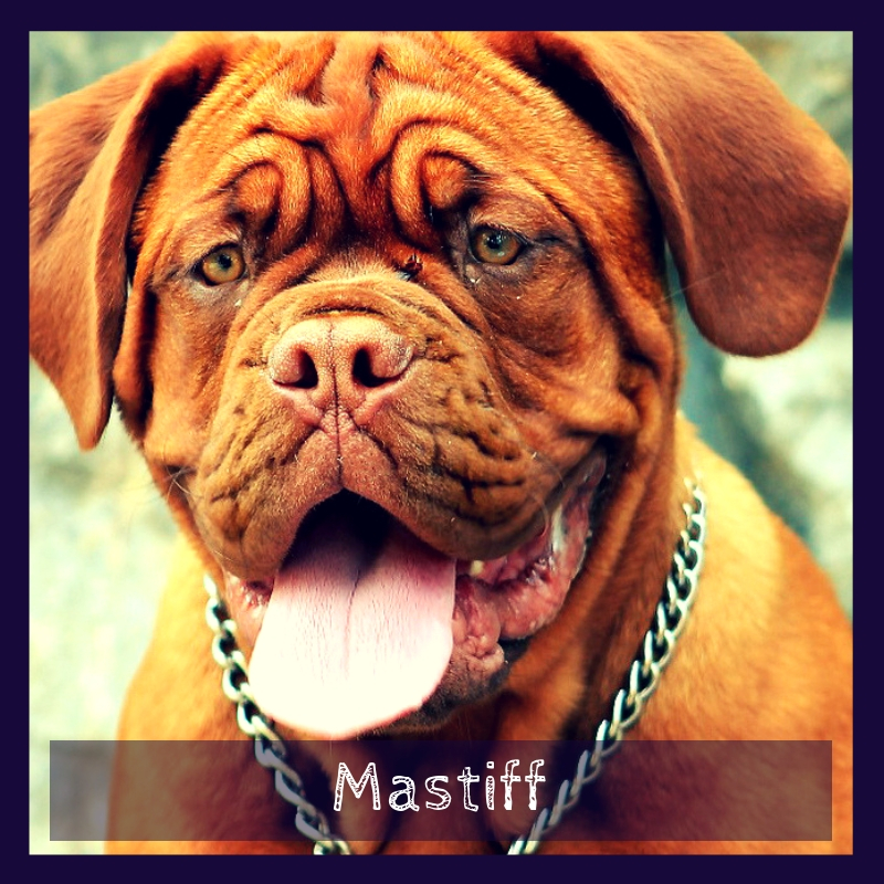 Mastiff Mastiff