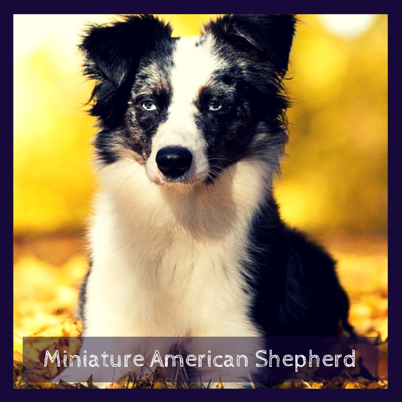 Miniature American Shepherd Miniature American Shepherd