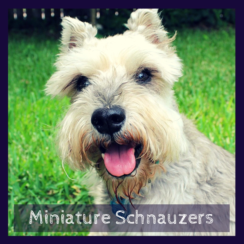 Miniature Schnauzers Miniature Schnauzers