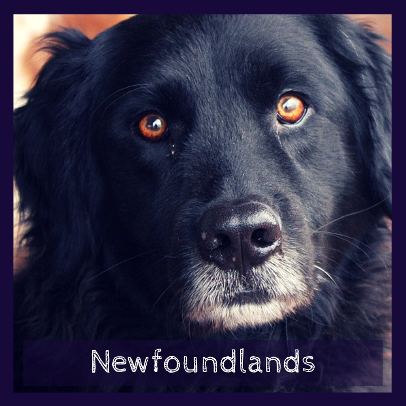 Newfoundlands Newfoundlands