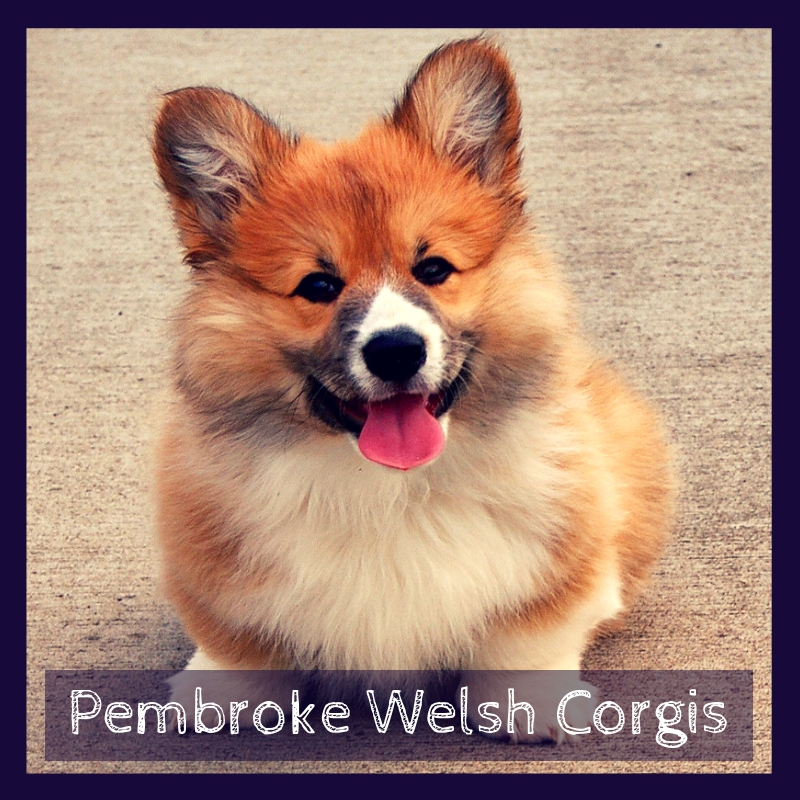 Pembroke Welsh Corgis Pembroke Welsh Corgis