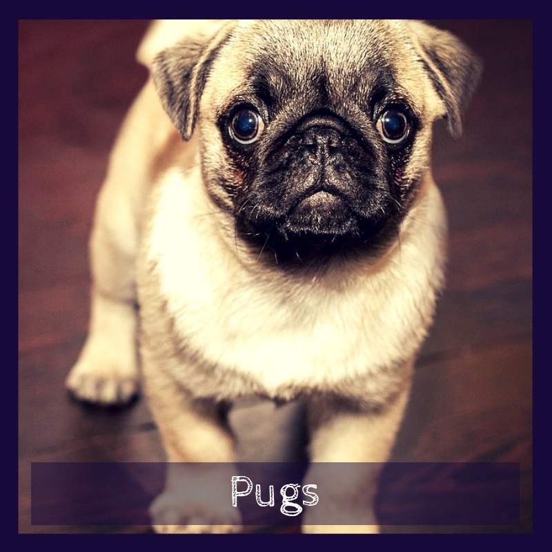 Pugs Pugs