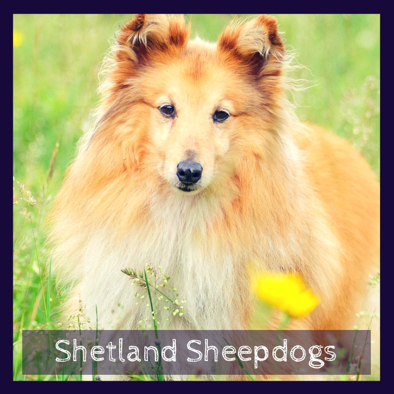 Shetland Sheepdogs Shetland Sheepdogs